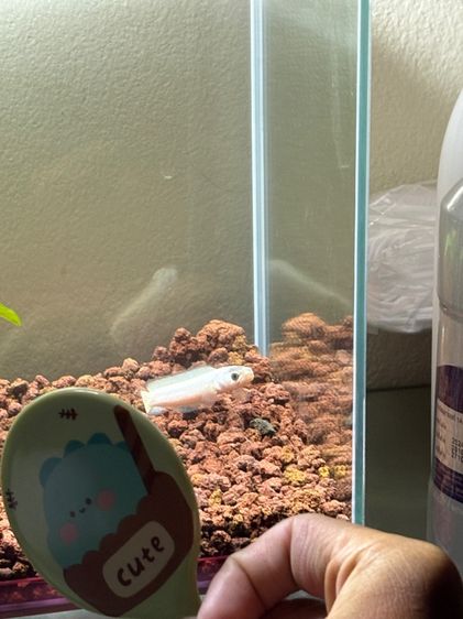 ปลาช่อน เอเชียติก้าแพทตินั่ม รูปที่ 2