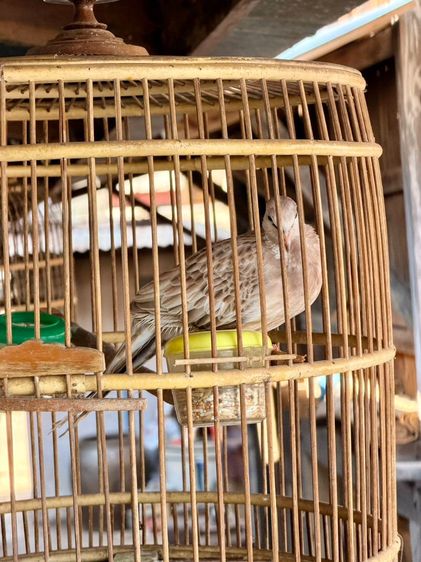 นกเขาใหญ่ รูปที่ 5