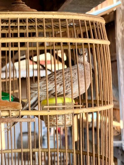 นกเขาใหญ่ รูปที่ 3