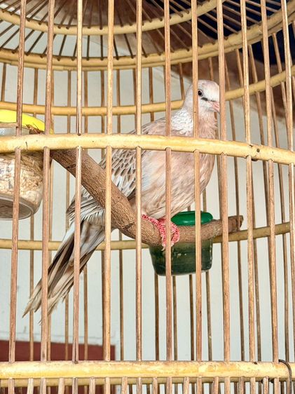 นกเขาใหญ่ รูปที่ 4