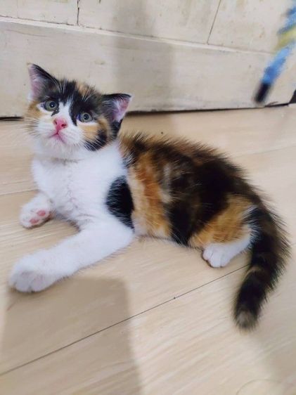 สก็อตติช โฟลด์ (Scottish Fold) ลูกแมวสก็อตติช