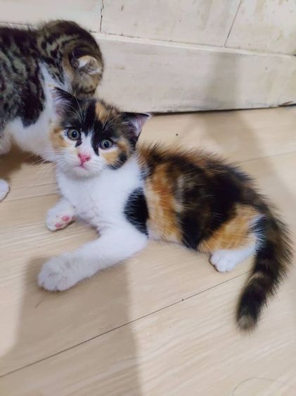 ลูกแมวสก็อตติช รูปที่ 3