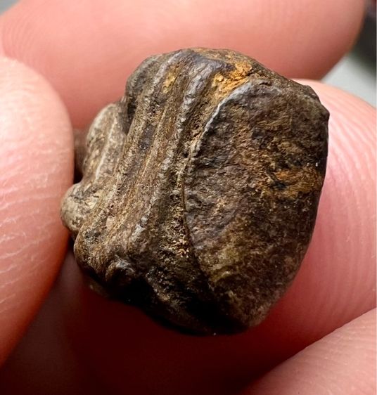 พระรอด วัดมหาวัน พิมพ์ใหญ่  รูปที่ 16