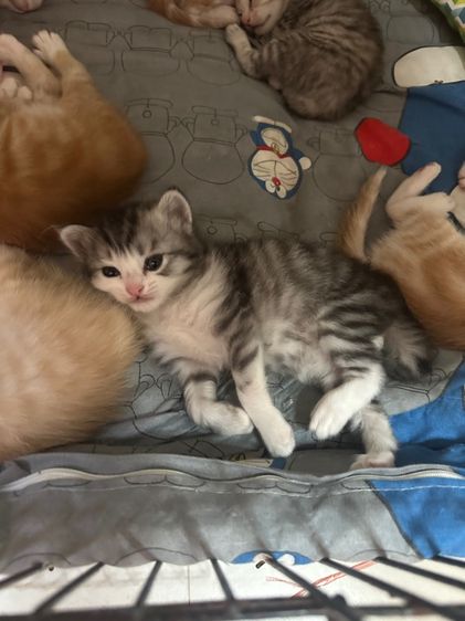 แมวสก็อต