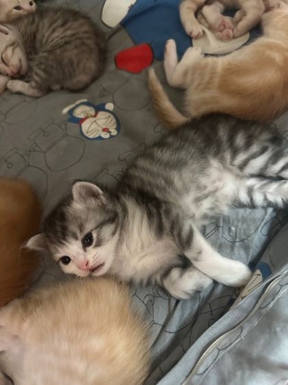 แมวสก็อต รูปที่ 3