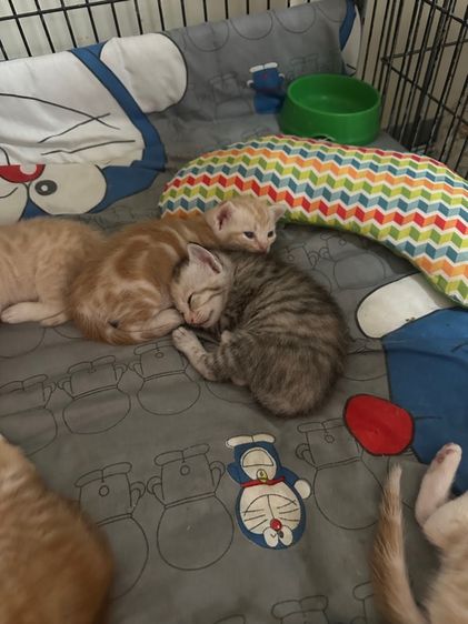 แมวสก็อต รูปที่ 5