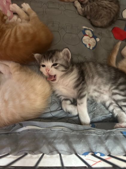 แมวสก็อต รูปที่ 2