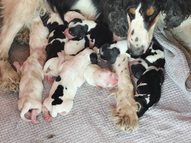 ลูกสุนัขพันธุ์อิงลิชค็อกเกอร์ รูปที่ 2