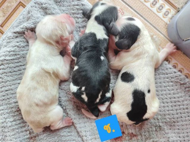 ลูกสุนัขพันธุ์อิงลิชค็อกเกอร์ รูปที่ 4