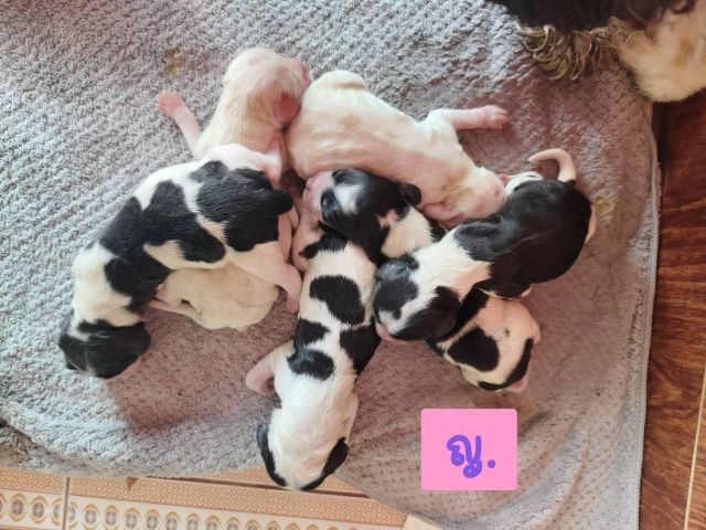 ลูกสุนัขพันธุ์อิงลิชค็อกเกอร์