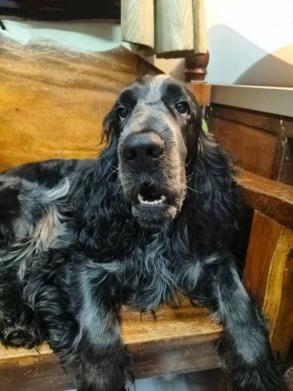 ลูกสุนัขพันธุ์อิงลิชค็อกเกอร์ รูปที่ 5