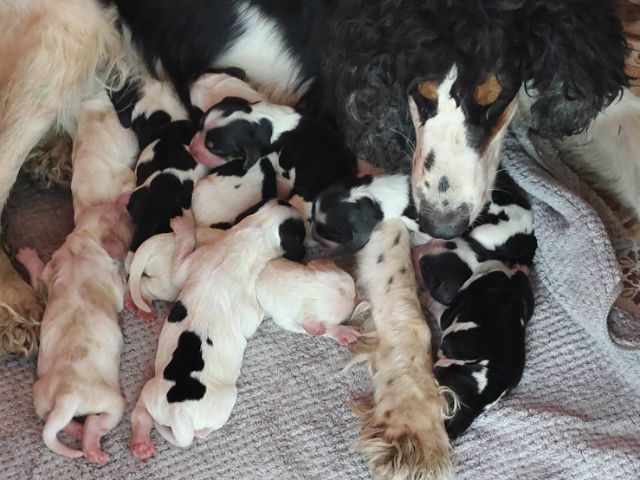 ลูกสุนัขพันธุ์อิงลิชค็อกเกอร์ รูปที่ 3