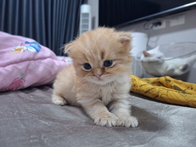 สก๊อตติช รูปที่ 13