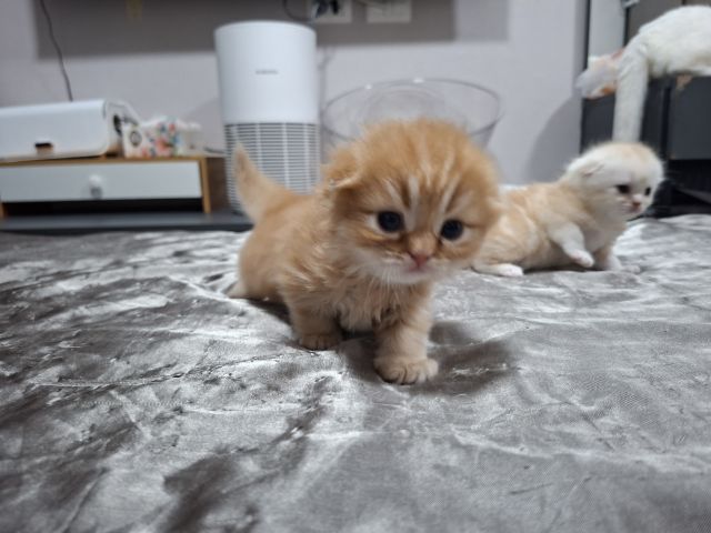 สก๊อตติช รูปที่ 10