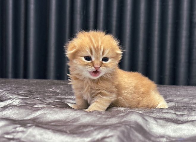 สก็อตติช โฟลด์ (Scottish Fold) สก๊อตติช