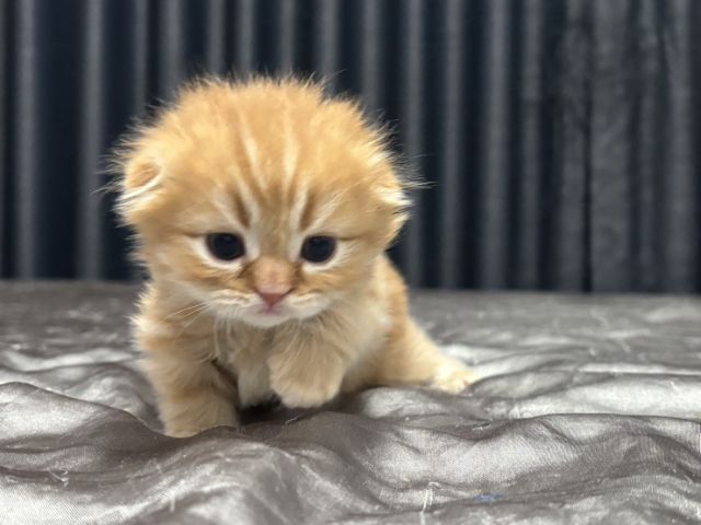 สก๊อตติช รูปที่ 6