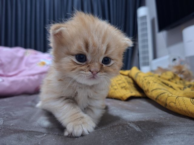 สก๊อตติช รูปที่ 12