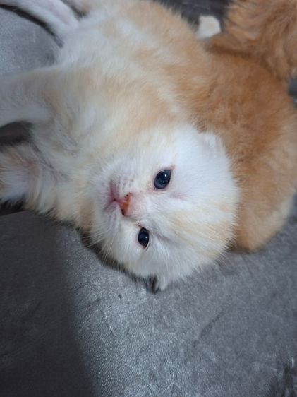 สก๊อตติช รูปที่ 16