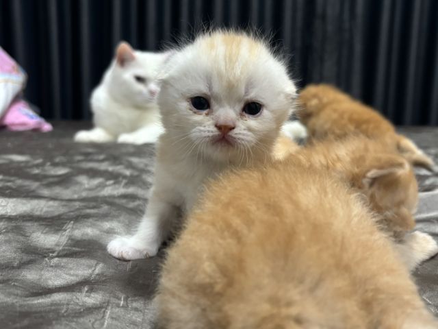 สก๊อตติช รูปที่ 3