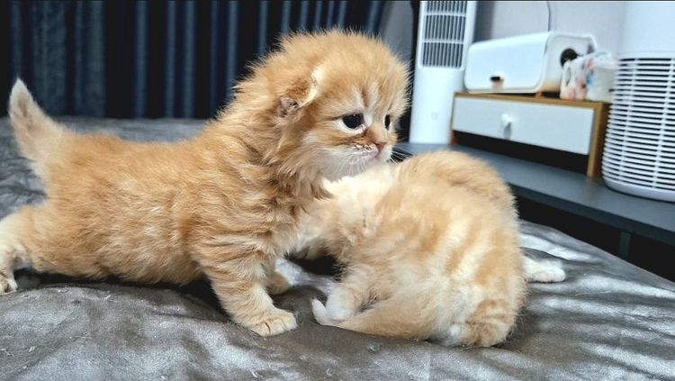 สก๊อตติช รูปที่ 8