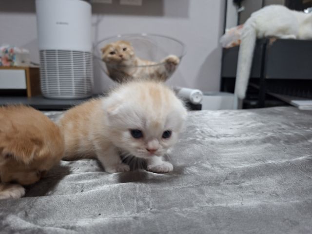 สก๊อตติช รูปที่ 11