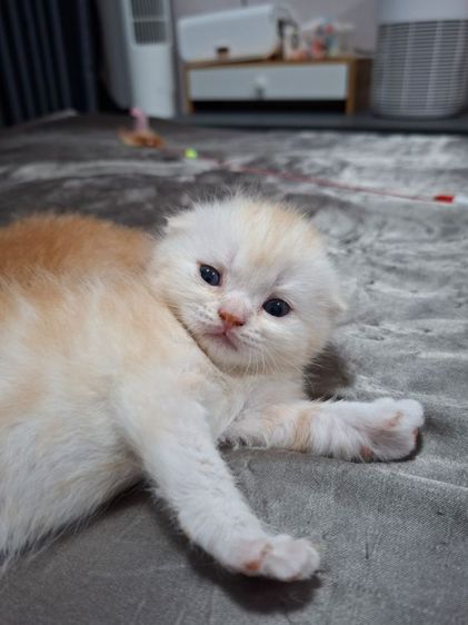 สก๊อตติช รูปที่ 14