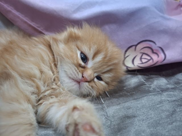 สก๊อตติช รูปที่ 9