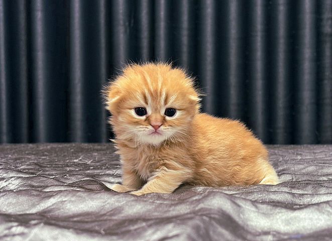 สก๊อตติช รูปที่ 2