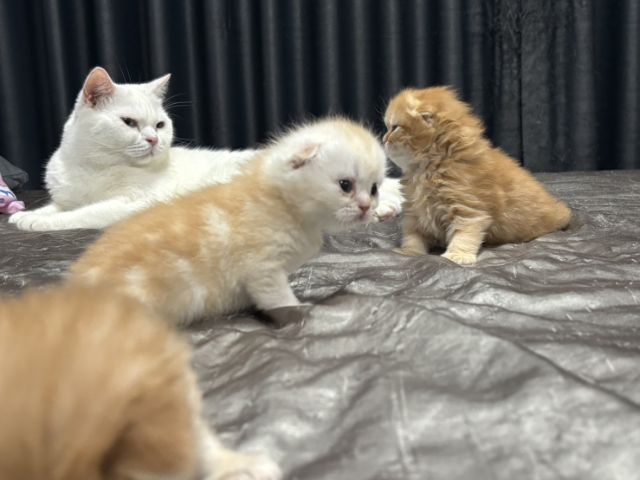 สก๊อตติช รูปที่ 4