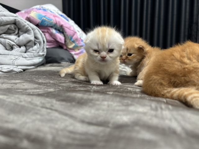 สก๊อตติช รูปที่ 7