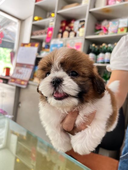 ชิสุ  รูปที่ 8