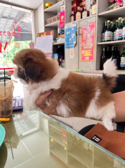 ชิสุ  รูปที่ 10