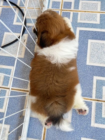 ชิสุ  รูปที่ 12