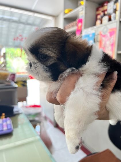 ชิสุ  รูปที่ 6