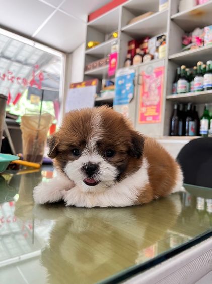 ชิสุ  รูปที่ 7