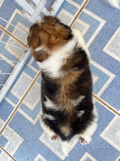 ชิสุ  รูปที่ 5