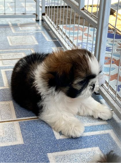 ชิสุ  รูปที่ 2