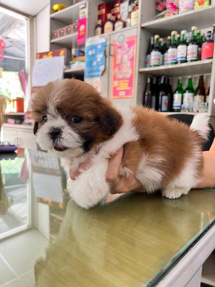 ชิสุ  รูปที่ 11