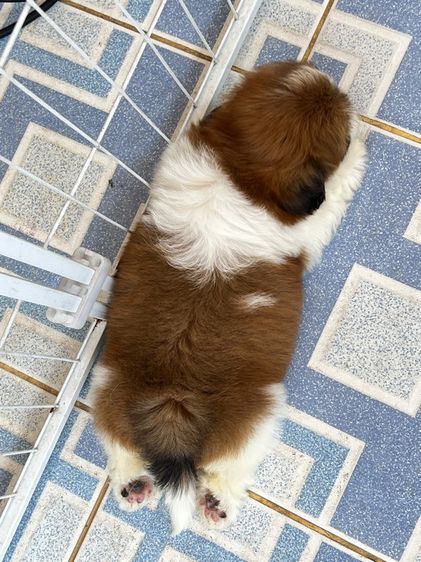 ชิสุ  รูปที่ 13