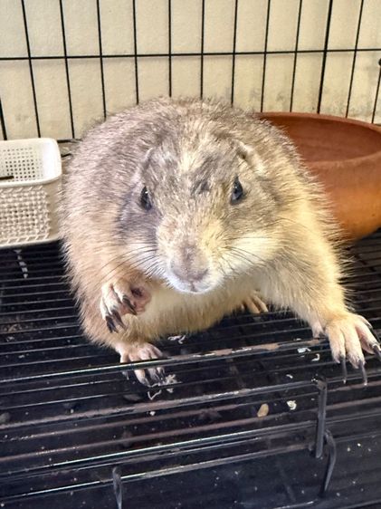 แพรรี่ด็อก