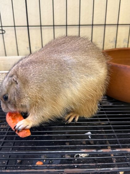 แพรรี่ด็อก รูปที่ 3