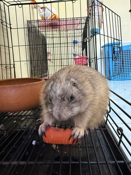 แพรรี่ด็อก รูปที่ 2