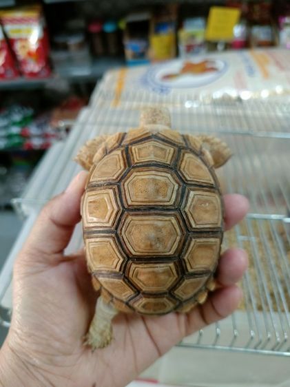 ซูลคาต้า3นิ้ว  รูปที่ 3