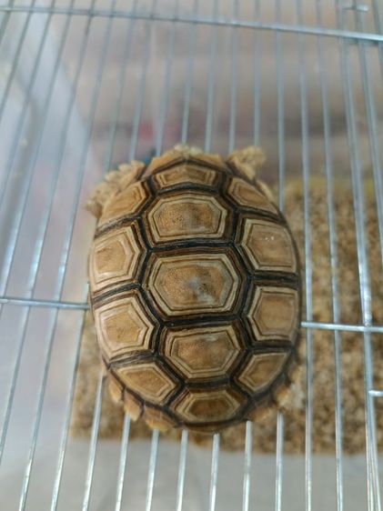 ซูลคาต้า3นิ้ว  รูปที่ 2