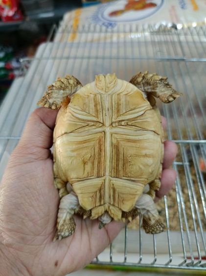 ซูลคาต้า3นิ้ว  รูปที่ 4