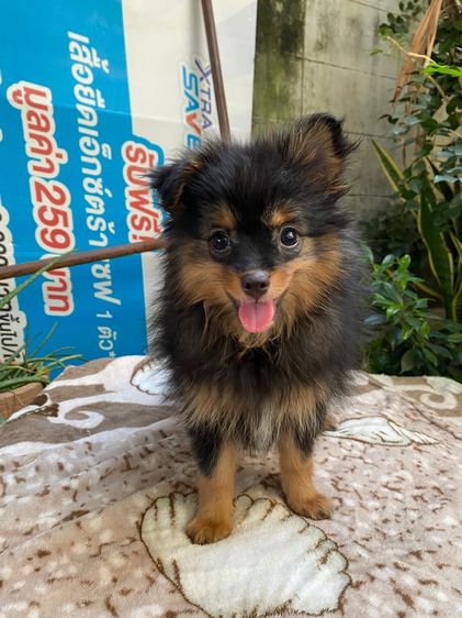 ปอมผสมชิสุ เด็กหญิง