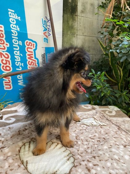 ปอมผสมชิสุ เด็กหญิง รูปที่ 3