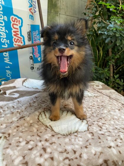 ปอมผสมชิสุ เด็กหญิง รูปที่ 2