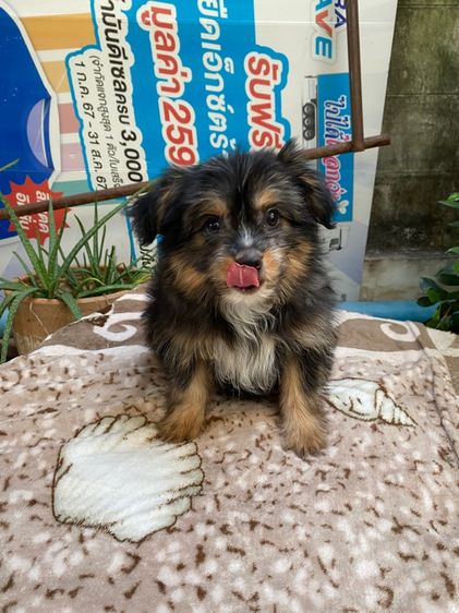 ปอมผสมชิสุ เด็กหญิง รูปที่ 6