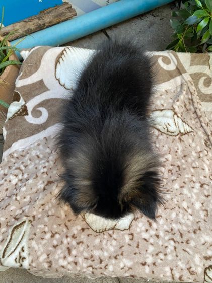 ปอมผสมชิสุ เด็กหญิง รูปที่ 4